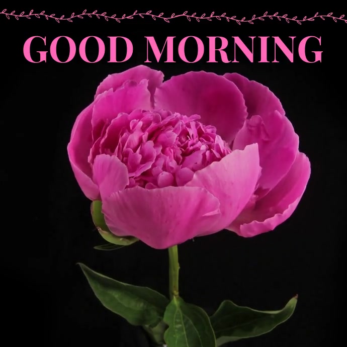 Good Morning Greeting | Video Post Template Wpis na Instagrama